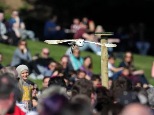 Owl flying over crowd during Falconer’s Quest Bird of Prey Show at Warwick Castle