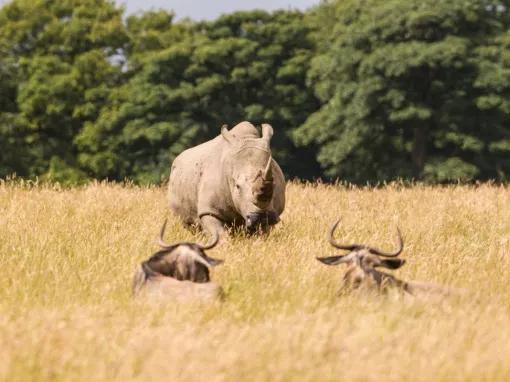 Knowsley Safari Park Family Ticket Gift Experience