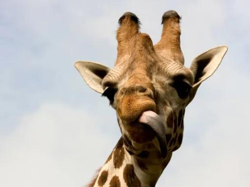 Knowsley Safari Park Family Ticket Gift Experience