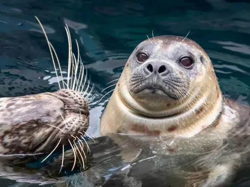 Aquarium of the Pacific
