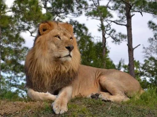 Lion Country Safari (Ft. Lauderdale/West Palm Beach)