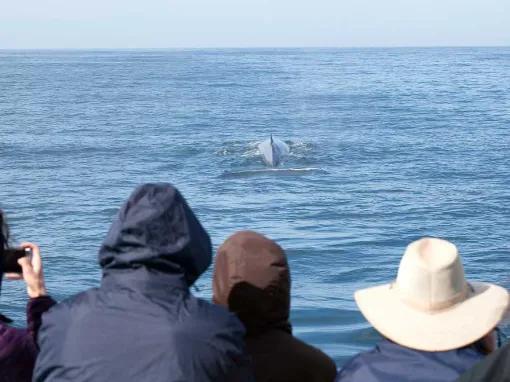 Whale Watch in San Pedro / Long Beach