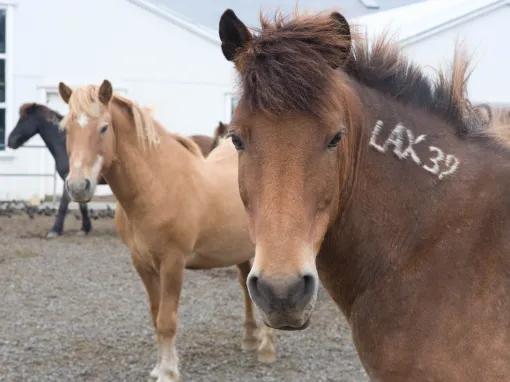 Viking Horse & Golden Circle