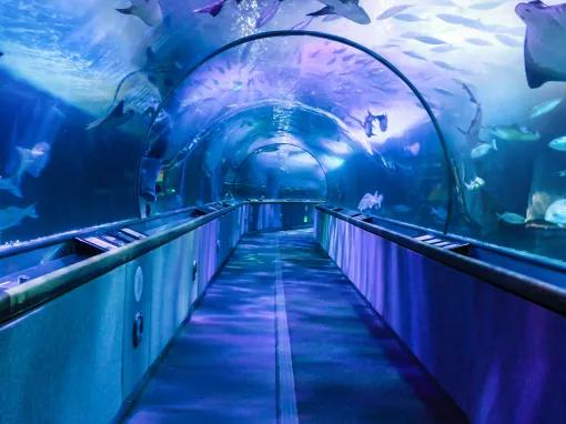 Go City San Francisco