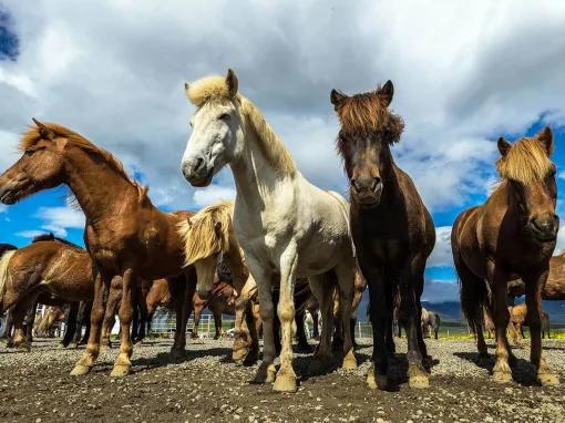 Viking Horse & Golden Circle