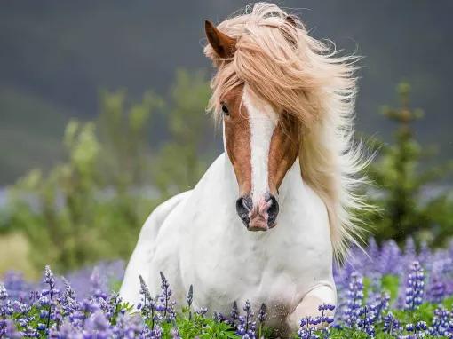 Viking Horse & Golden Circle