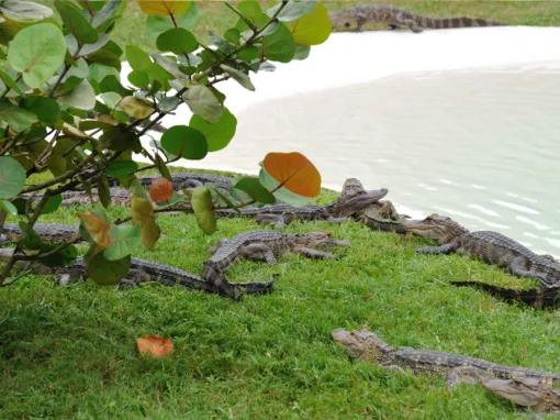 Real Florida Adventures Boggy Creek Airboat Adventure