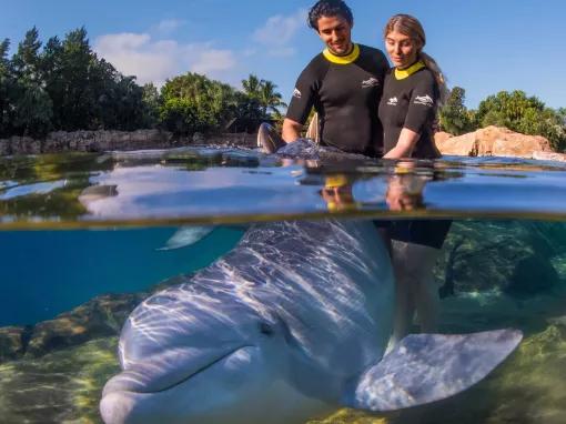 Guests interacting with a Dolphin at Discovery Cove