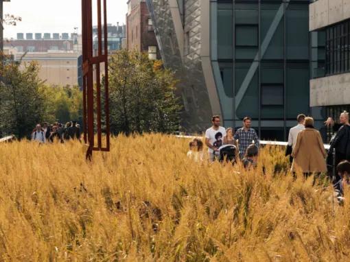 Highlights of the High Line