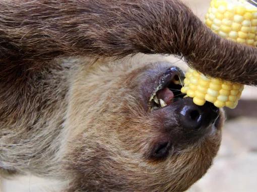 Real Wild Florida Adventure