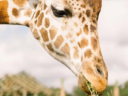 Real Wild Florida Adventure