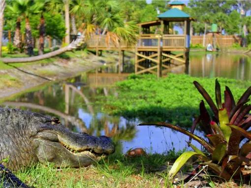 Real Wild Florida Adventure