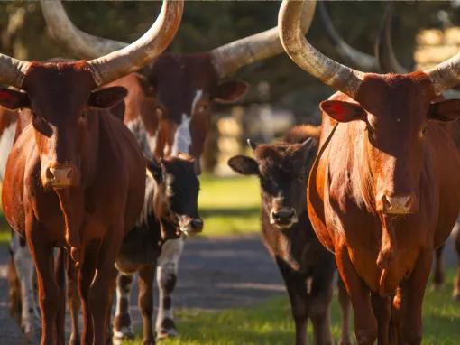 Real Wild Florida Adventure