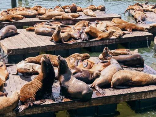 Half Day by the Bay: North Beach, Fisherman's Wharf & Scenic Bay Cruise