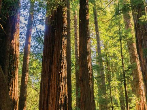 Muir Woods & Sausalito Tour 