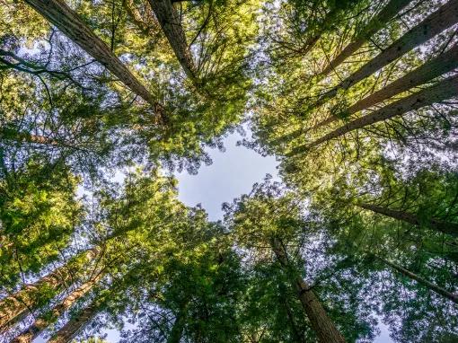 Muir Woods & Sausalito Tour 