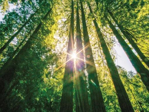 Muir Woods & Sausalito Tour 