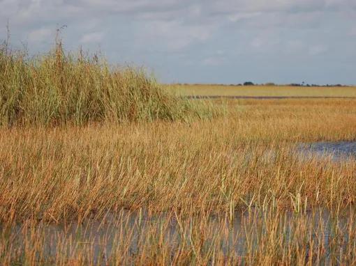 Everglades Airboat Adventure and Miami City Tour
