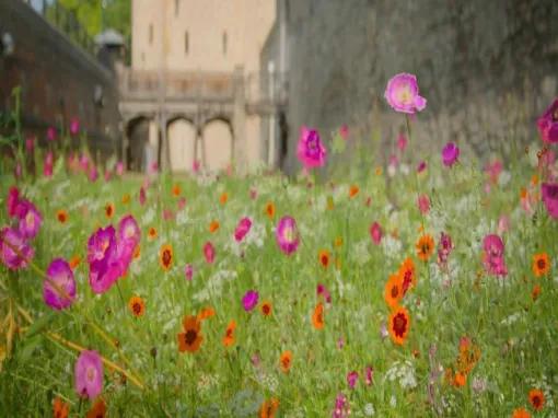 Superbloom at Tower of London and entry to Tower of London