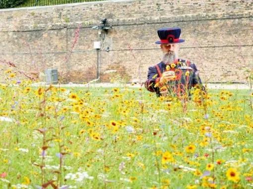 Superbloom at Tower of London and entry to Tower of London