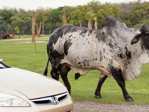 Wild Florida Drive Thru Safari