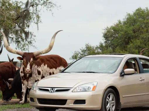 Wild Florida Drive Thru Safari