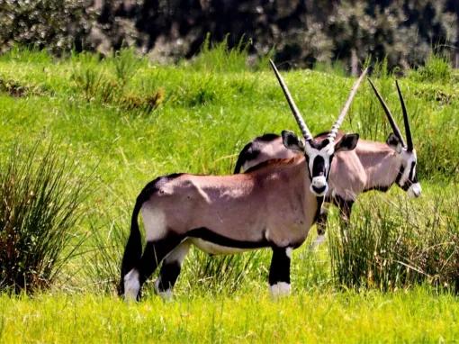 Wild Florida Drive Thru Safari
