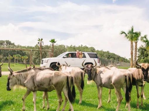 Wild Florida Drive Thru Safari