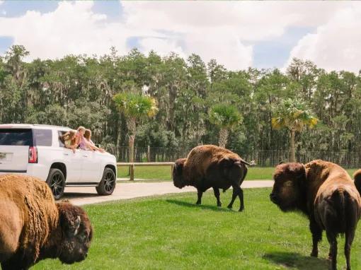 Wild Florida Drive Thru Safari