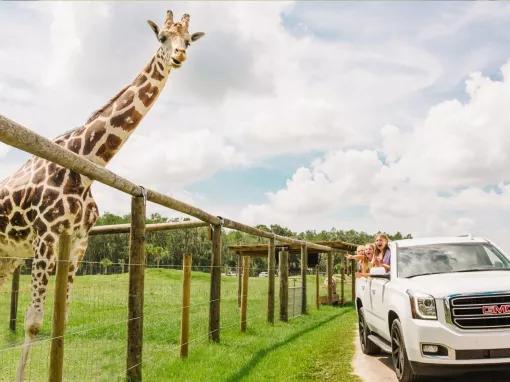 Wild Florida Drive Thru Safari