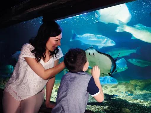 SEA LIFE London Aquarium