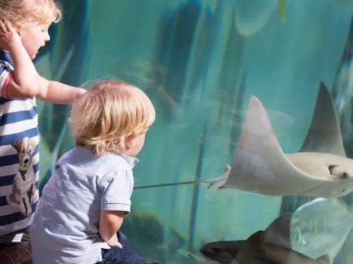 SEA LIFE London Aquarium