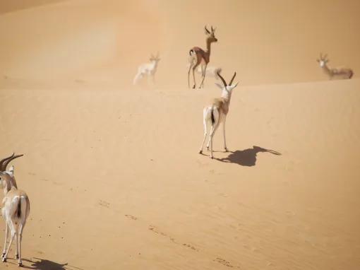 Conservation Drive Dubai