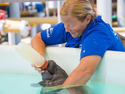 Woman handfeeding a baby manatee at SeaWorld Orlando