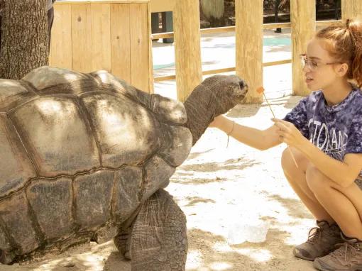 Girl feeding a Tortoise at Gatorland