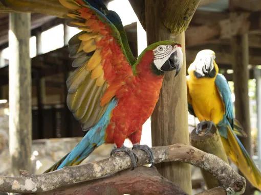 Parrots at Gatorland Orlando