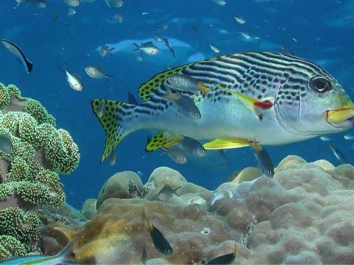Great Barrier Reef Adventure