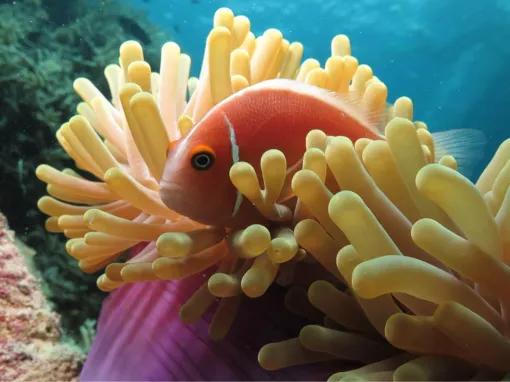 Great Barrier Reef Adventure