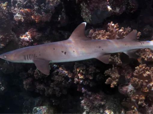 Great Barrier Reef Adventure
