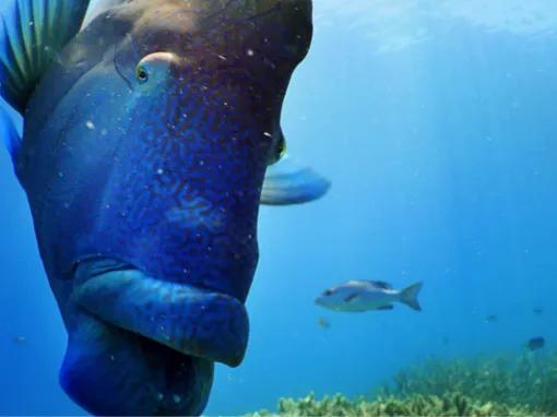 Great Barrier Reef Adventure