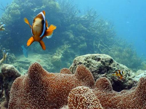 Great Barrier Reef Adventure