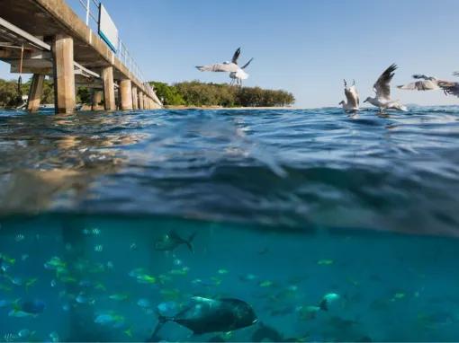 Green Island Discovery Cruise