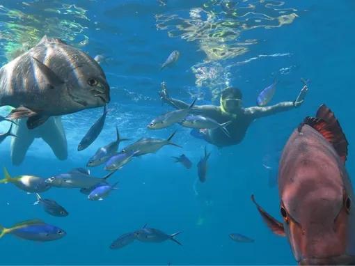 Outer Barrier Reef Adventure