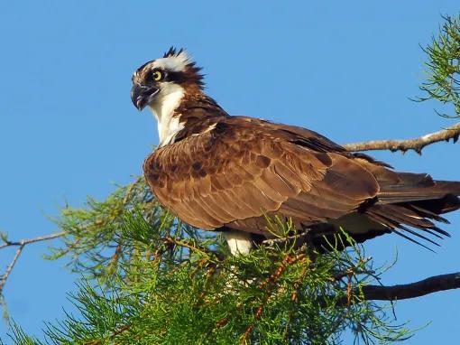 Young Eagle at Gatorland