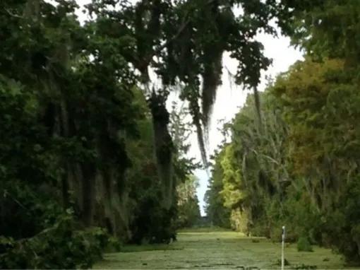 Airboat Swamp Tour from New Orleans