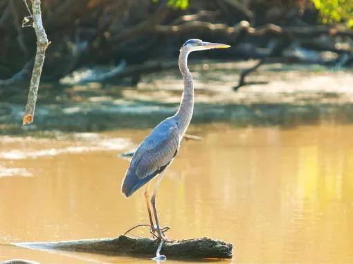 Airboat Swamp Tour from New Orleans