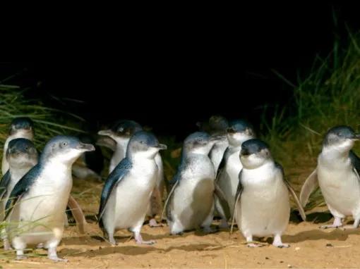 Phillip Island Penguin Parade