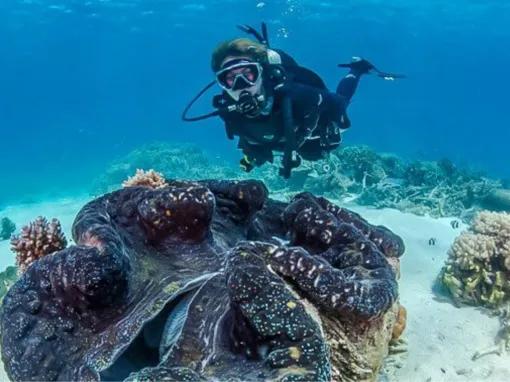 Silversonic Outer Barrier Reef