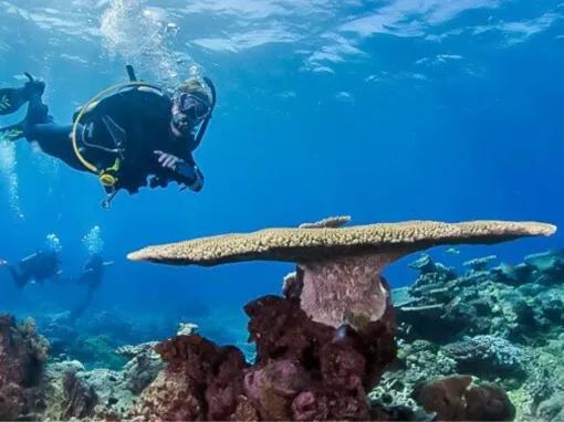 Silversonic Outer Barrier Reef