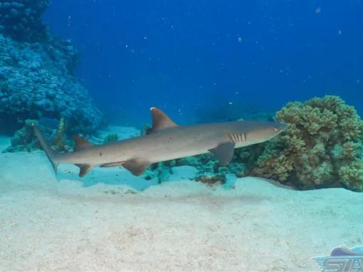 Silversonic Outer Barrier Reef